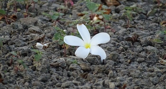 Belajar Menumbuhkan Cinta dan Kasih Sayang