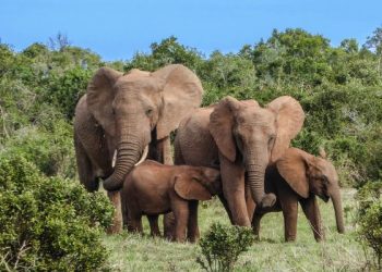 Tafsir surat al-fiil ayat 1-5