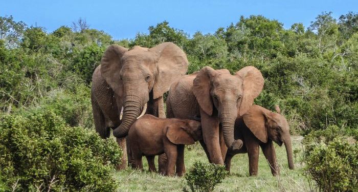 Tafsir surat al-fiil ayat 1-5