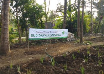 Sejahterakan Ekonomi Petani Lokal, Dompet Dhuafa Sediakan Lahan Wakaf Produktif Budi Daya Aloe Vera di Magelang