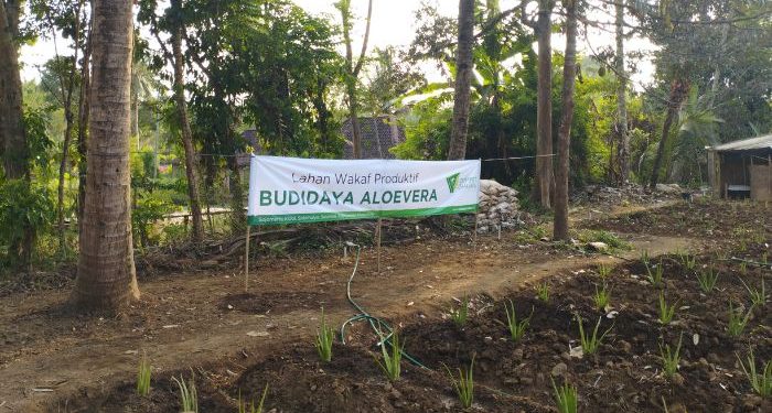 Sejahterakan Ekonomi Petani Lokal, Dompet Dhuafa Sediakan Lahan Wakaf Produktif Budi Daya Aloe Vera di Magelang