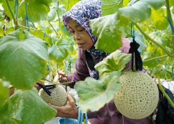 Panen Raya Melon Greenhouse PTGL, Dompet Dhuafa Gelorakan Berwakaf Alirkan Manfaat Bagi Donatur