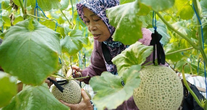 Panen Raya Melon Greenhouse PTGL, Dompet Dhuafa Gelorakan Berwakaf Alirkan Manfaat Bagi Donatur