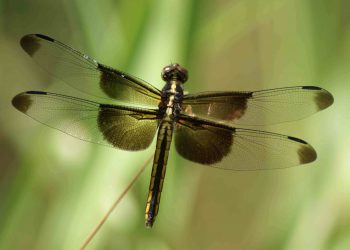 Terbang dengan Sayap Sendiri