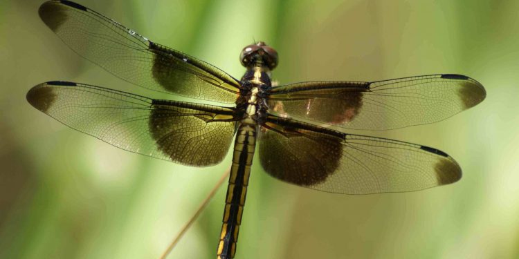 Terbang dengan Sayap Sendiri