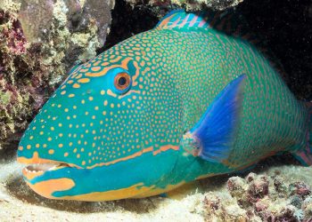 Selalu Menebar Kebaikan seperti Ikan Kakatua