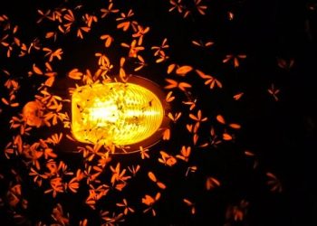 Seperti Naluri Laron