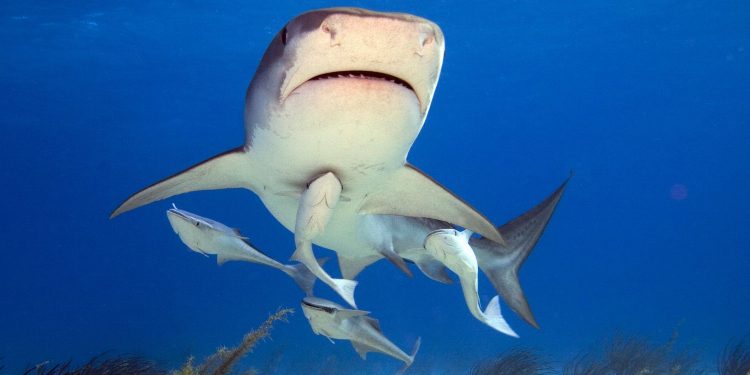 Berperilaku seperti Remora