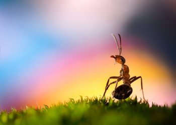 Ketika Semut dan Cicak Berpihak