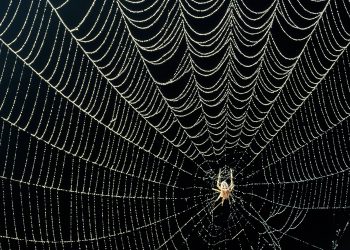 Seperti Rumah Laba-laba