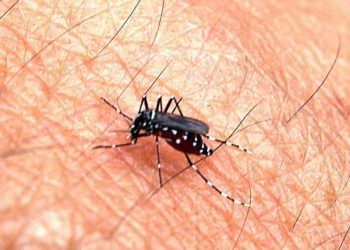 Mengenal Nyamuk Wolbachia yang Dinilai Efektif Tekan Kasus DBD