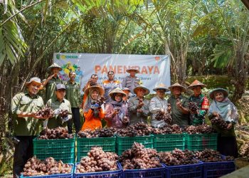 Rumah Zakat dan Kementerian Pertanian RI Adakan Panen Raya Salak Pondoh di Banjarnegara