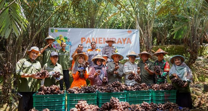 Rumah Zakat dan Kementerian Pertanian RI Adakan Panen Raya Salak Pondoh di Banjarnegara