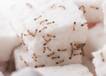 Yang Berlimpah Tak Selalu Berkah