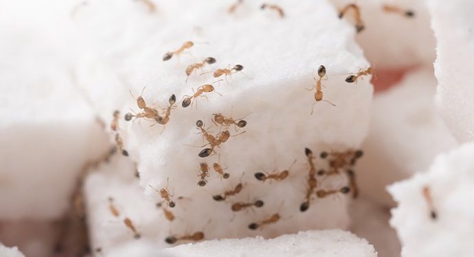 Yang Berlimpah Tak Selalu Berkah