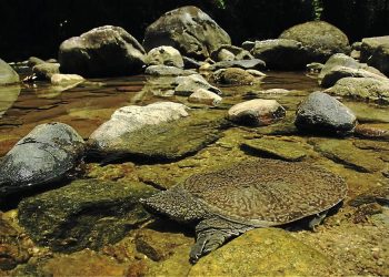 Akal Bulus Tak Selalu Negatif