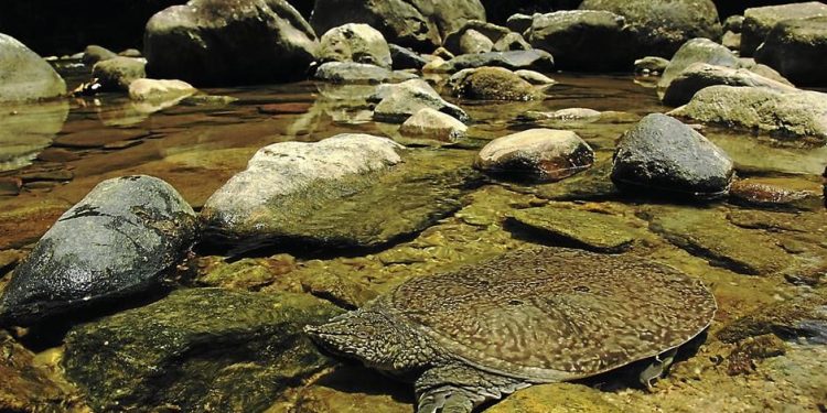 Akal Bulus Tak Selalu Negatif