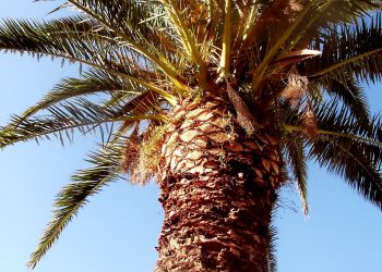 Kapan Nabi Isa Dilahirkan?