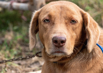 Sebanyak 27 Warung Makan Jual Daging Anjing di Solo, Pemkot Sebut Belum Ada Regulasi Pelarangan