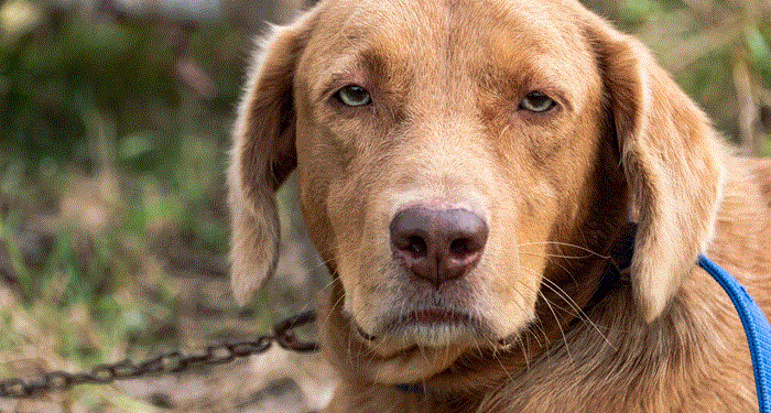 Sebanyak 27 Warung Makan Jual Daging Anjing di Solo, Pemkot Sebut Belum Ada Regulasi Pelarangan