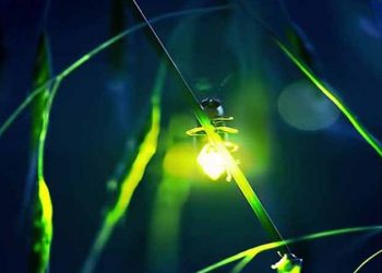 Cahaya Semu Akhir Zaman