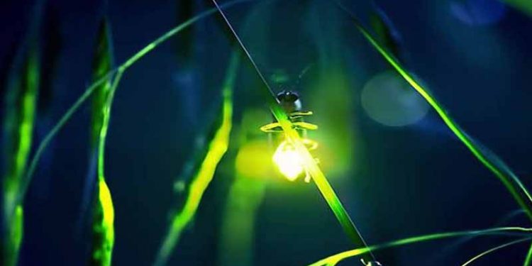 Cahaya Semu Akhir Zaman