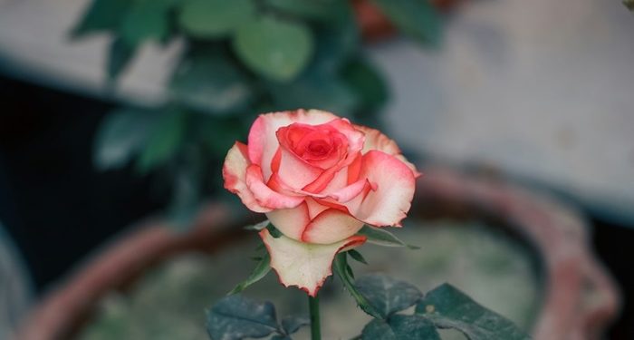 Ummu Umarah, Sosok Sahabat Wanita yang Gesit di Medan Pertempuran