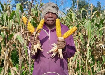 Kisah Inspiratif Belarmino, Mantan Buruh Pabrik yang Hijrah Jadi Petani dan Sukses Sekolahkan Anak Hingga Sarjana