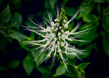 Manfaat Kumis Kucing Bagi Kesehatan Manusia