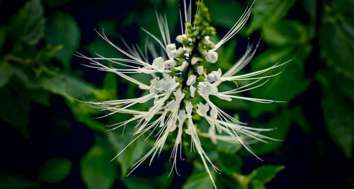 Manfaat Kumis Kucing Bagi Kesehatan Manusia