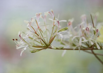 Belajar dari Kesucian, Ketundukan dan Keteguhan Maryam binti Imran