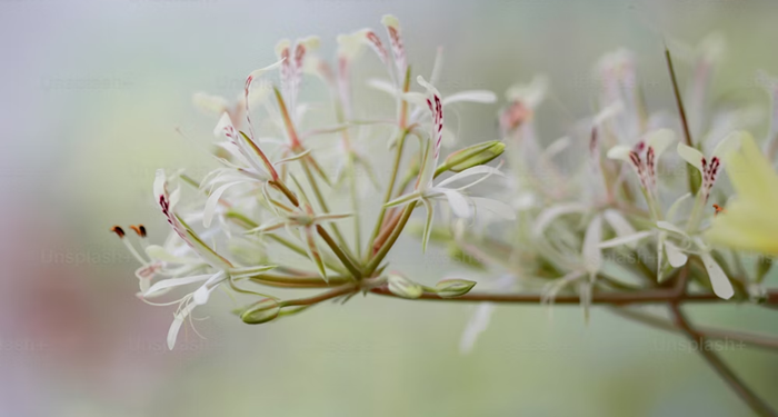 Belajar dari Kesucian, Ketundukan dan Keteguhan Maryam binti Imran