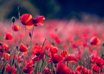 Hannah, Perempuan yang Berkomitmen Mengabdikan Janinnya kepada Allah