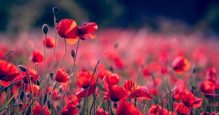 Hannah, Perempuan yang Berkomitmen Mengabdikan Janinnya kepada Allah