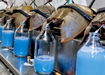 Manfaat Darah Biru dari Kepiting Tapal Kuda Seharga 734 Juta Rupiah