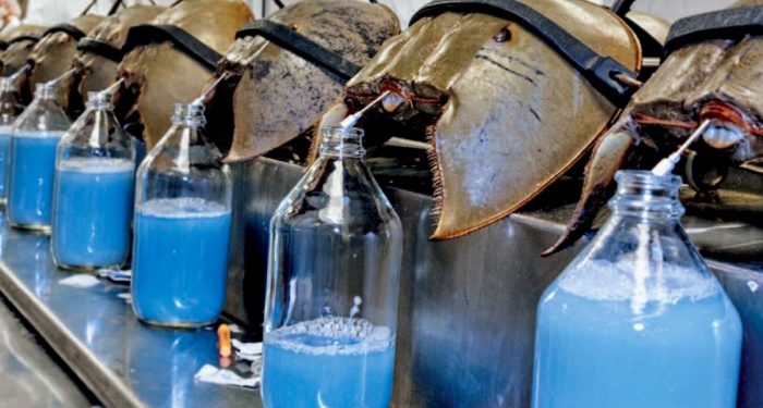 Manfaat Darah Biru dari Kepiting Tapal Kuda Seharga 734 Juta Rupiah