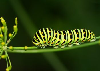 Beda Puasa Ular dan Puasa Ulat