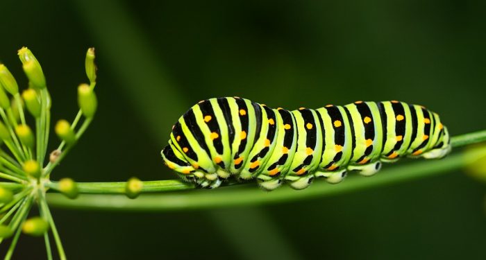 Beda Puasa Ular dan Puasa Ulat