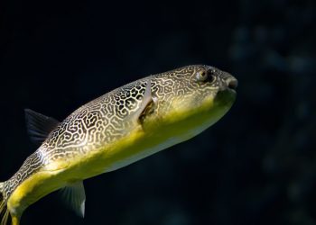 Ibu dan Dua Anak Meninggal Dunia Setelah Mengkonsumsi Ikan Buntal