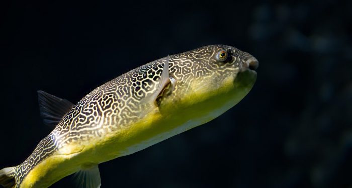 Ibu dan Dua Anak Meninggal Dunia Setelah Mengkonsumsi Ikan Buntal