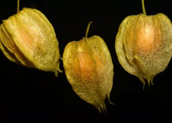 Ketahui, 5 Manfaat Buah Ciplukan untuk Kesehatan Tubuh