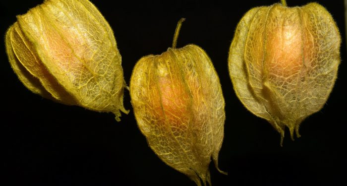 Ketahui, 5 Manfaat Buah Ciplukan untuk Kesehatan Tubuh