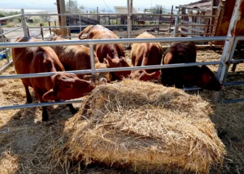 Hubungan Sapi Merah Texas dengan Al-Aqsha dan Kuil Yahudi
