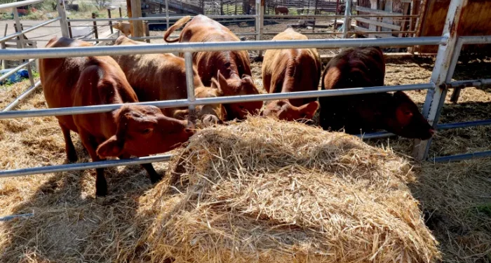 Hubungan Sapi Merah Texas dengan Al-Aqsha dan Kuil Yahudi