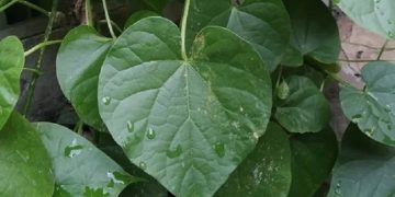 Manfaat Brotowali untuk Kesehatan, Dapat Membasmi Bakteri dan Jamur Penyebab Infeksi