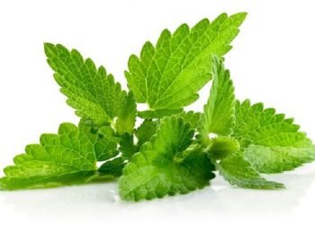 10 Manfaat Daun Mint untuk Kesehatan, Dapat Meringankan Kram Menstruasi