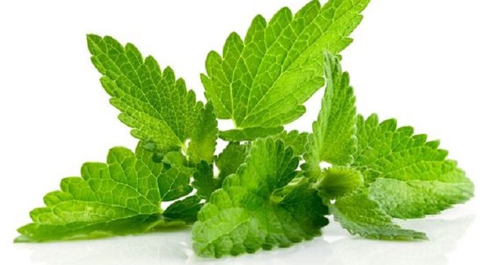 10 Manfaat Daun Mint untuk Kesehatan, Dapat Meringankan Kram Menstruasi