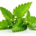 10 Manfaat Daun Mint untuk Kesehatan, Dapat Meringankan Kram Menstruasi