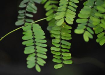 Ketahui, Lima Manfaat Daun Saga untuk Kesehatan Tubuh