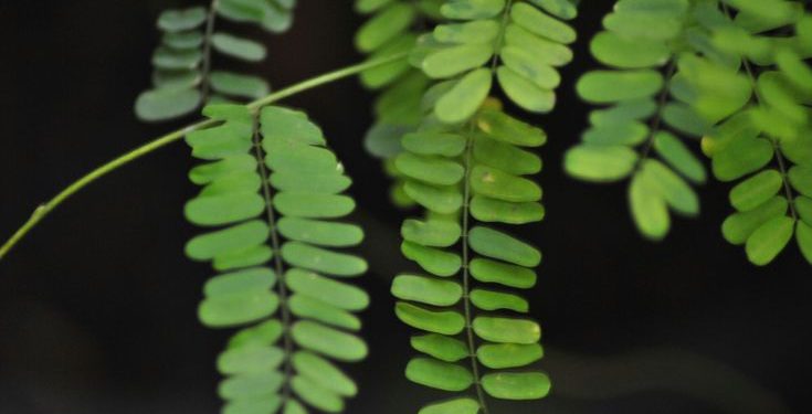 Ketahui, Lima Manfaat Daun Saga untuk Kesehatan Tubuh